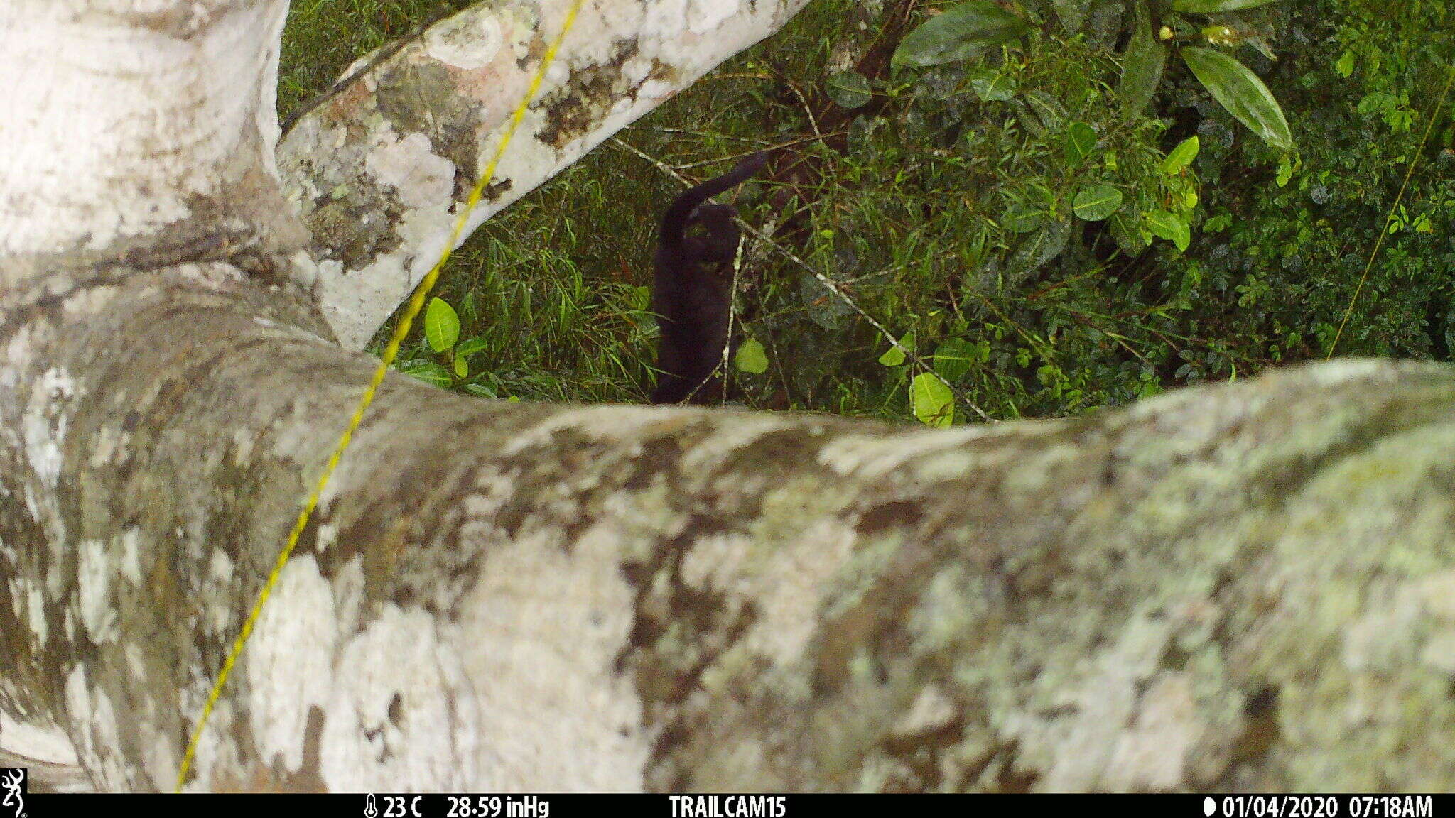 Image of Alouatta palliata aequatorialis (Festa 1903)