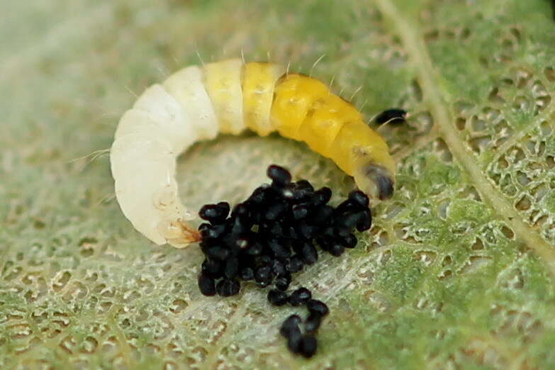 Phyllonorycter sagitella (Bjerkander 1790)的圖片