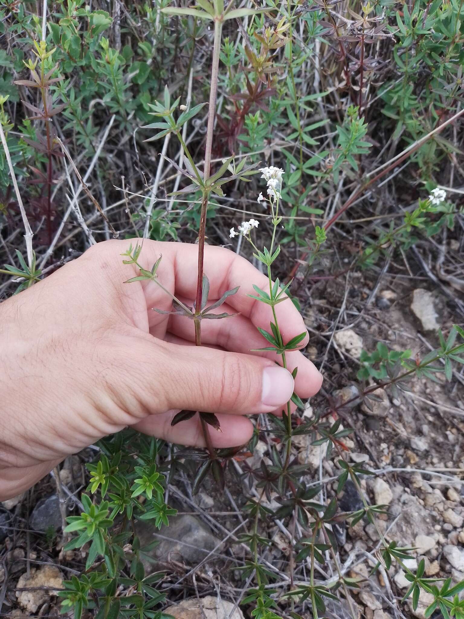 Sivun Galium paniculatum (Bunge) Pobed. kuva