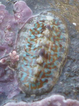 Image of <i>Cyanoplax berryana</i>