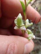 Image of Disperis circumflexa subsp. aemula (Schltr.) J. C. Manning