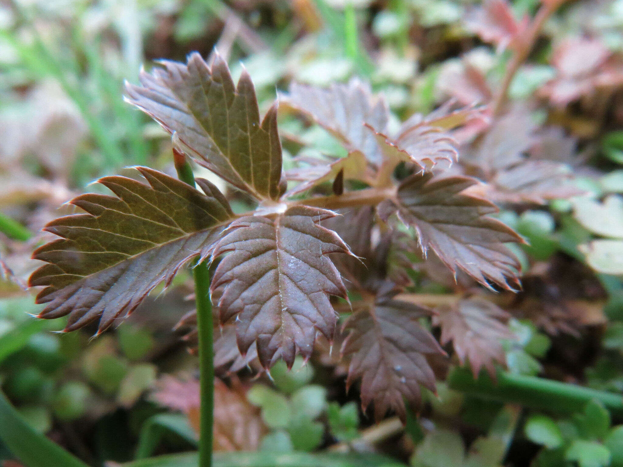 Image of Argentina anserinoides (Raoul) J. Holub