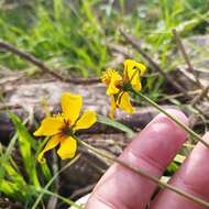 Image of Bidens bicolor Greenm.