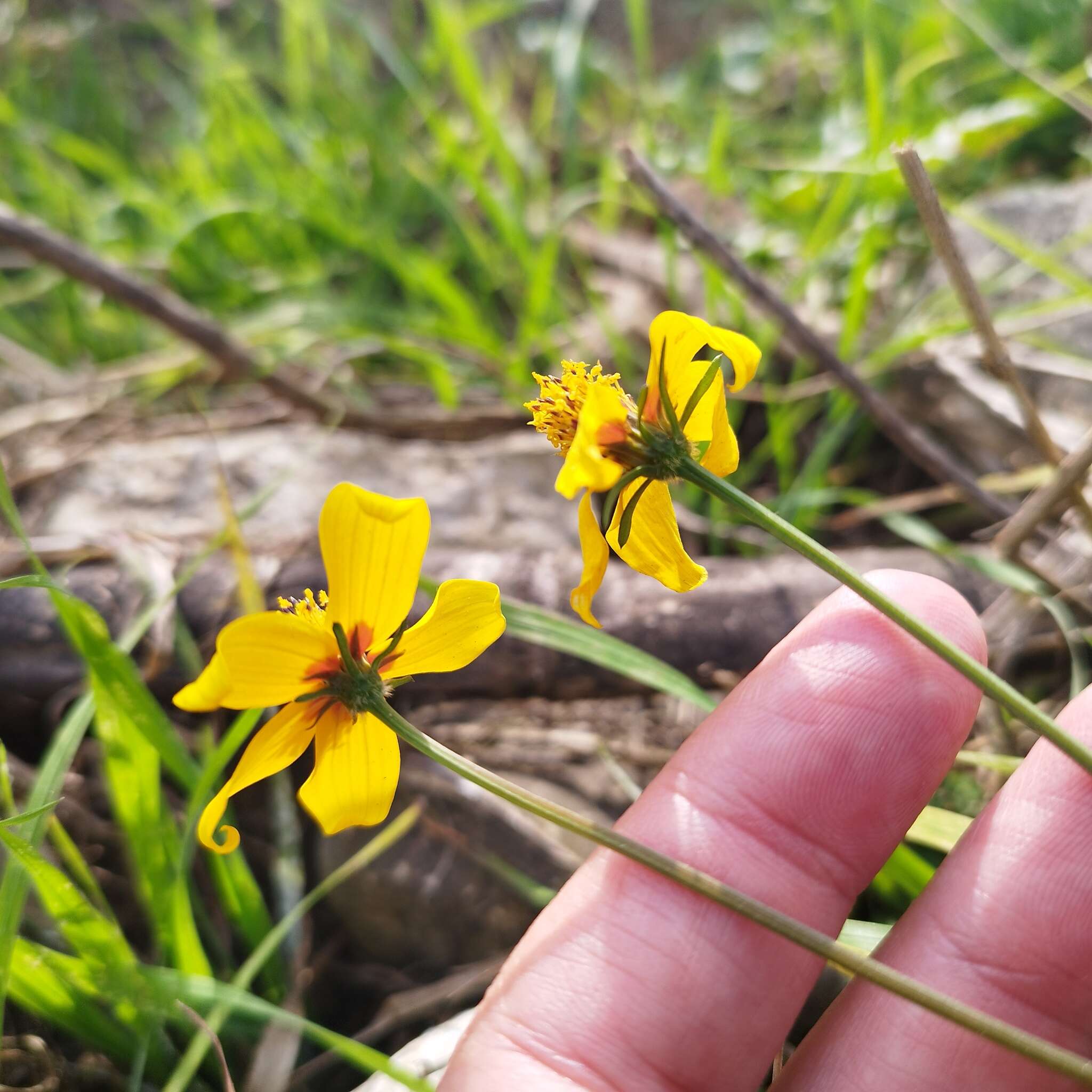 Imagem de Bidens bicolor Greenm.