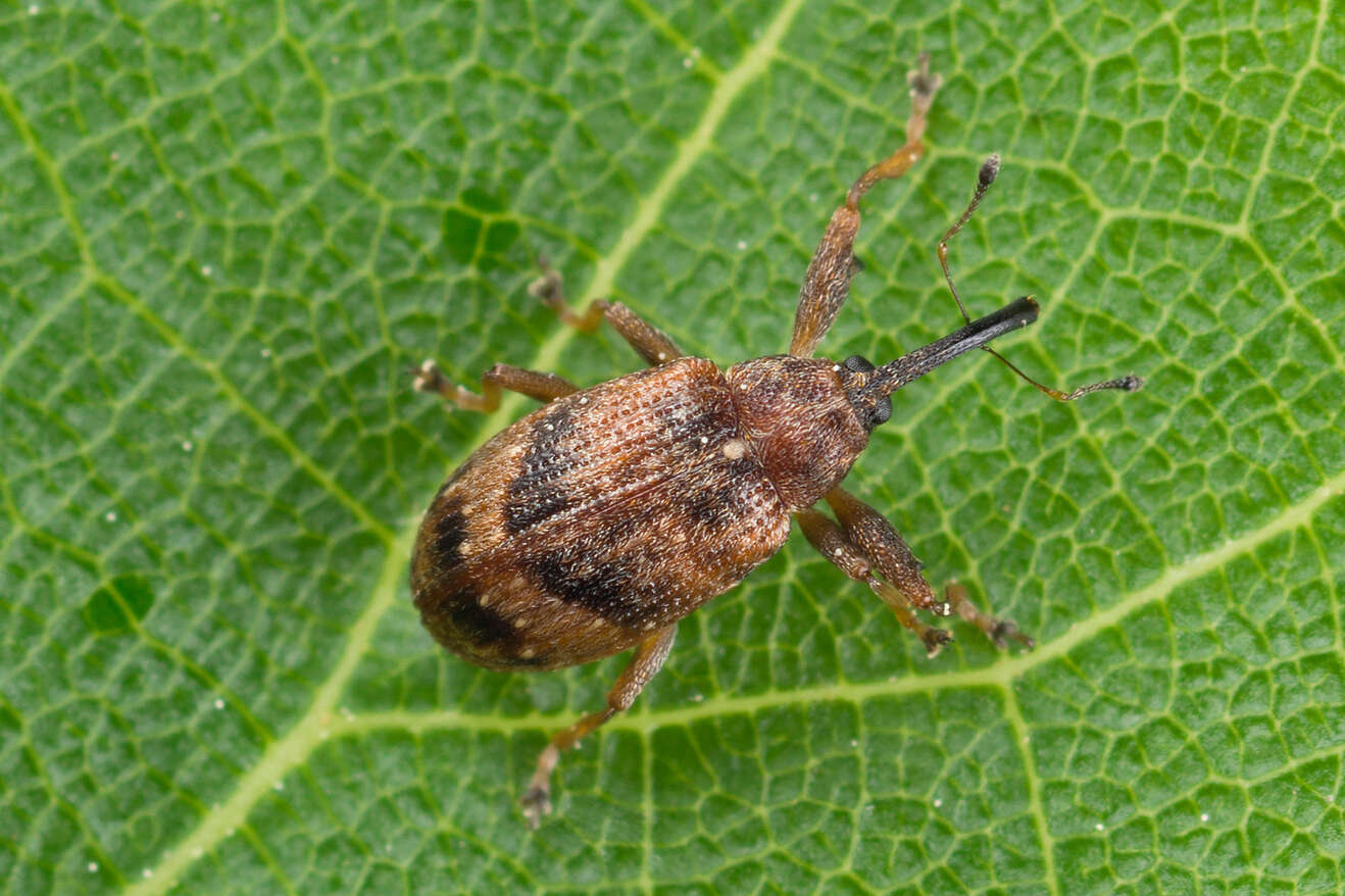 Image of Weevil