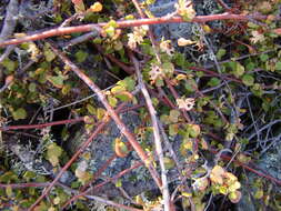 Image of maidenhair vine
