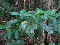 Image of Cyrtandra umbellifera Merr.