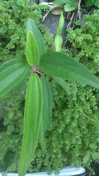 Image of Boehmeria densiflora Hook. & Arn.