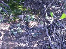 Слика од Haworthia retusa (L.) Duval