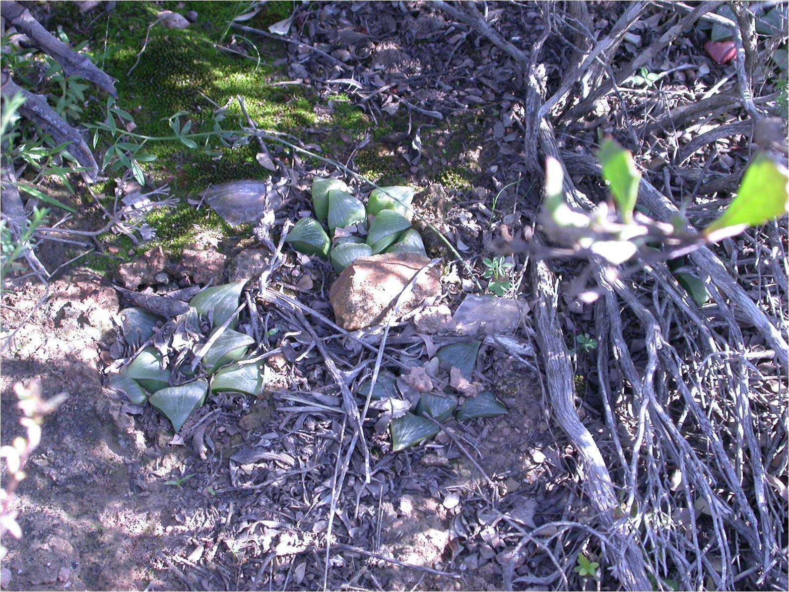 Слика од Haworthia retusa (L.) Duval