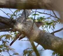 Image of Gundlach's Hawk