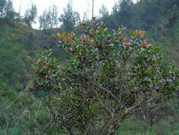 Image of Vaccinium varingiifolium (BI.) Miq.