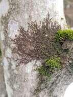 Image of Frullania bolanderi Austin