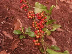 Smilax aristolochiifolia Mill. resmi