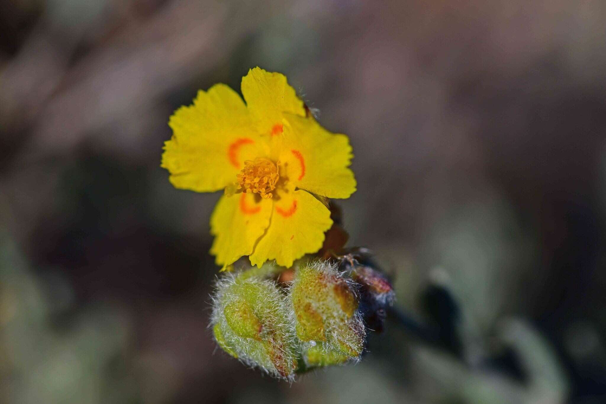 Helianthemum caput-felis Boiss. resmi