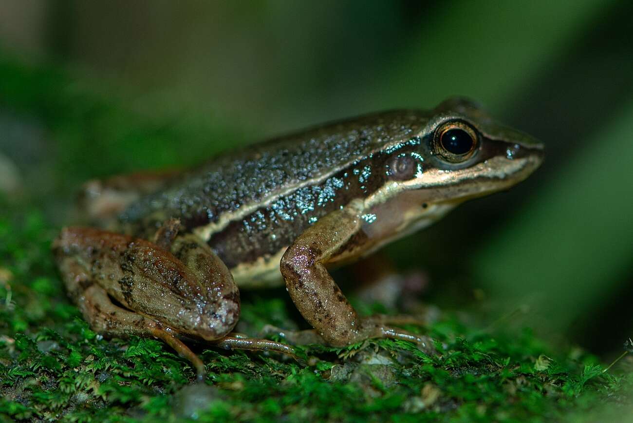 Image of Hylodes caete Malagoli, de Sá, Canedo & Haddad 2017