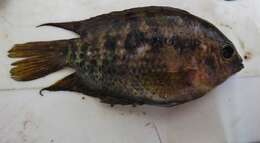 Plancia ëd Herotilapia multispinosa (Günther 1867)