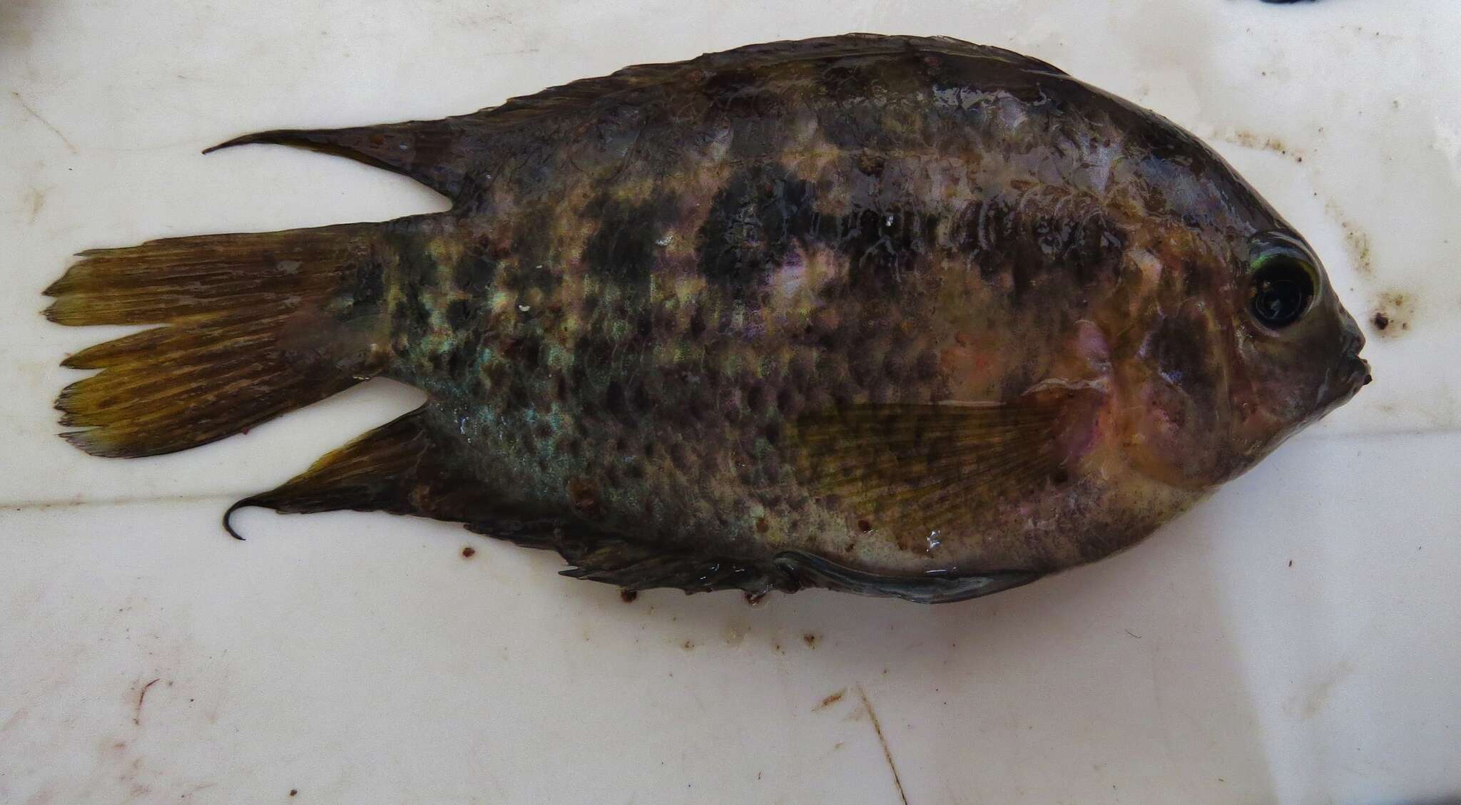 Image of Rainbow cichlid