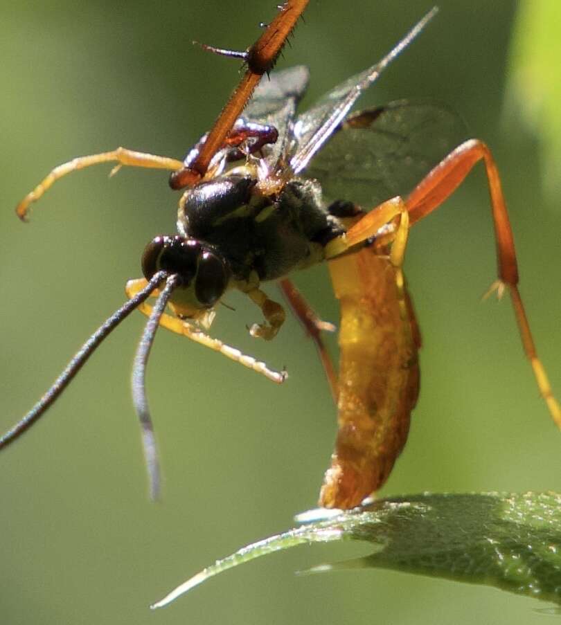 Sivun Bittacus chlorostigma MacLachlan 1881 kuva