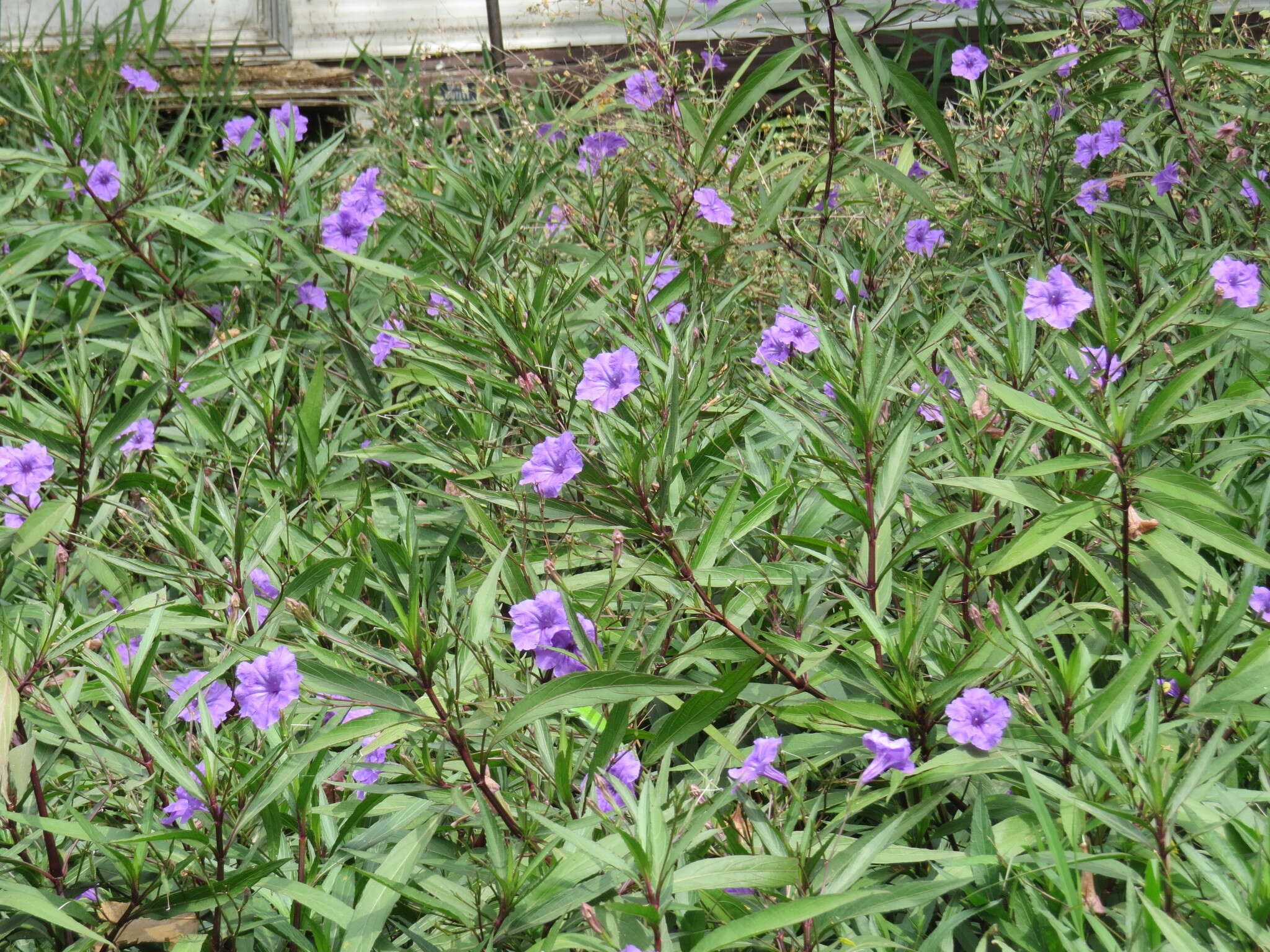 Image de Ruellia simplex Wright