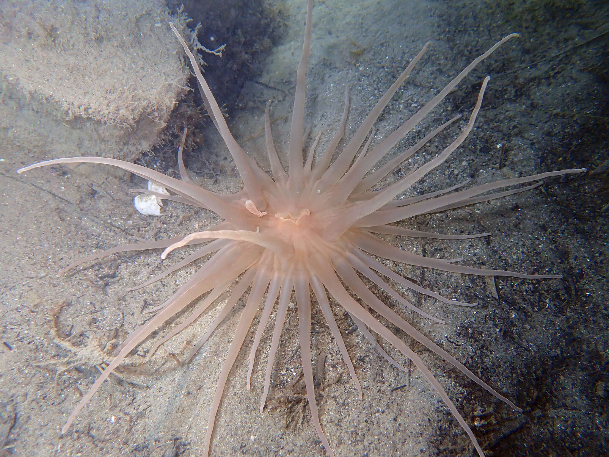 Image of burrowing anemone