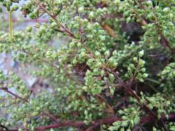 Image of Artemisia desertorum Spreng.
