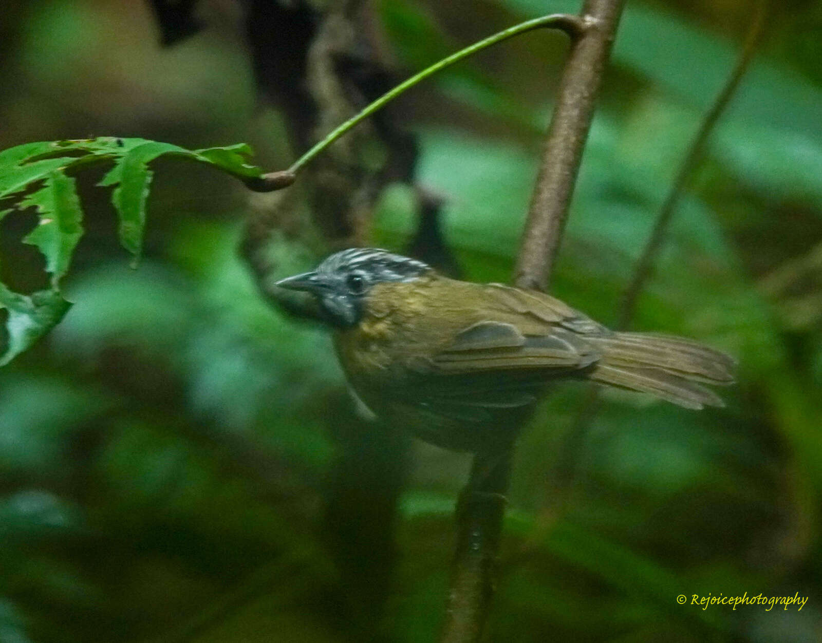 Image of Grey-throated Babbler