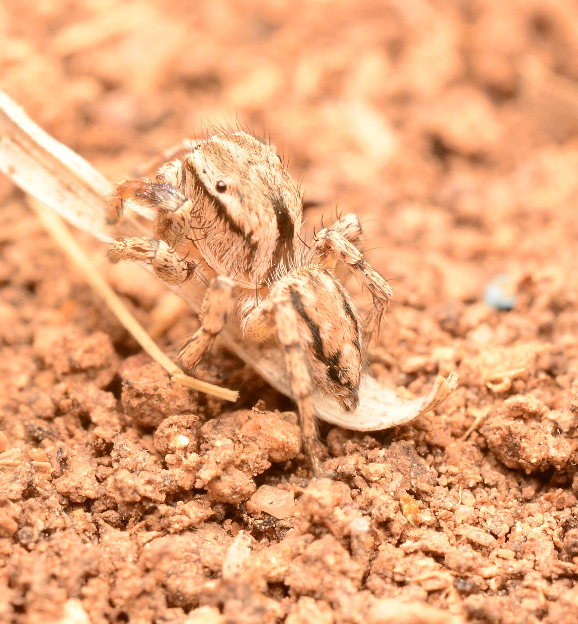 Image of Habronattus texanus (Chamberlin 1924)