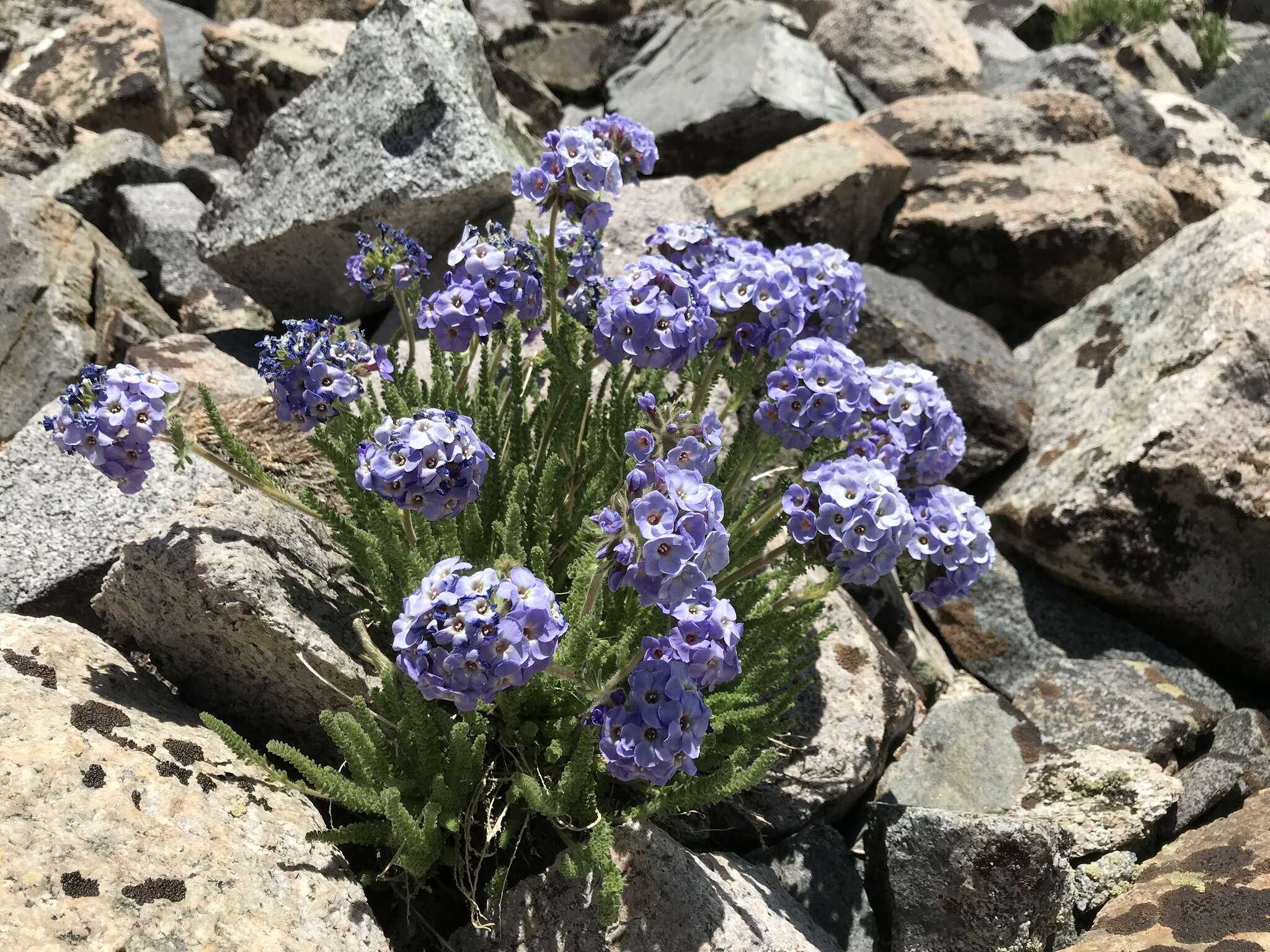 Слика од Polemonium eximium Greene