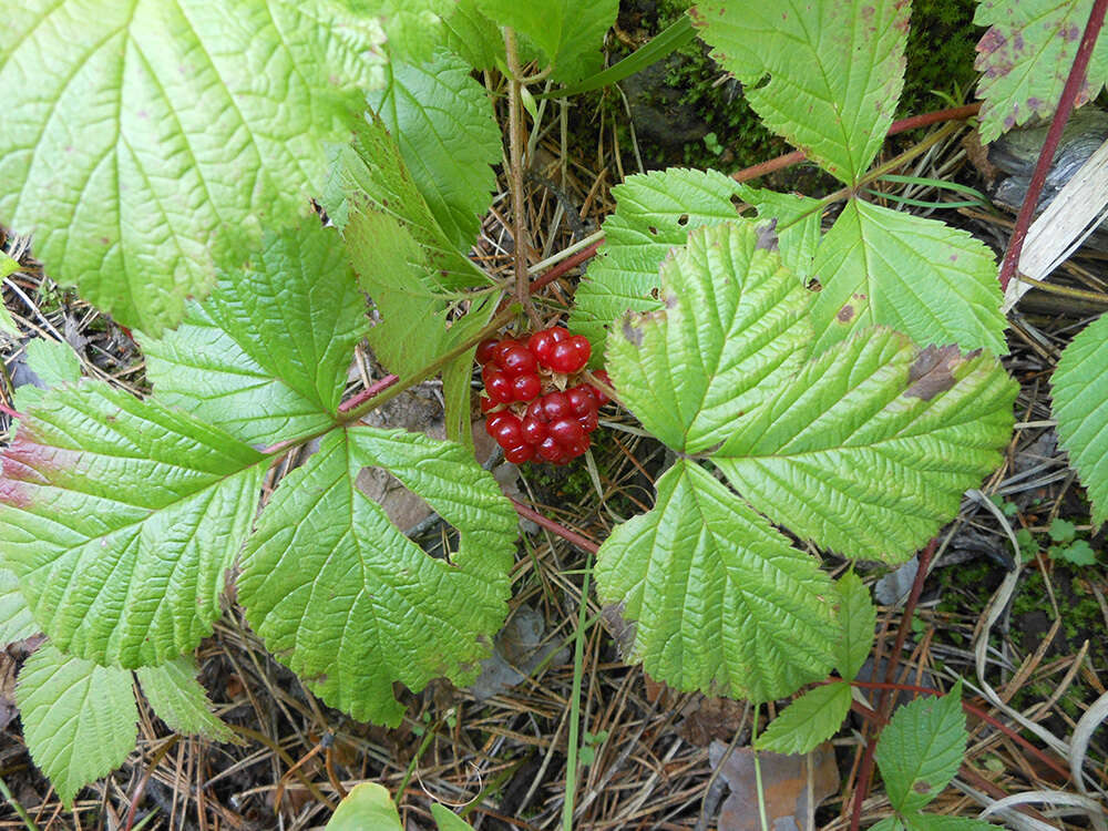 Rubus saxatilis L. resmi