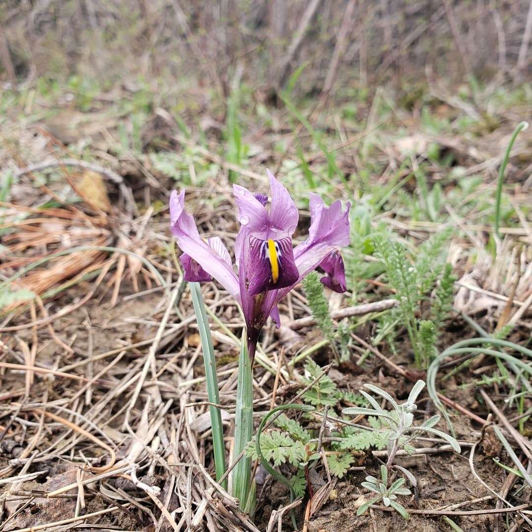 Plancia ëd Iris reticulata M. Bieb.