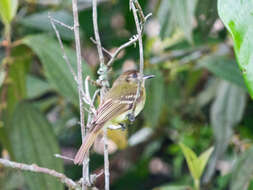 Plancia ëd Leptopogon superciliaris Tschudi 1844