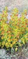 Image of Cleome coluteoides Boiss.