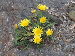 Image of Reichardia ligulata (Vent.) Kunkel & Sunding