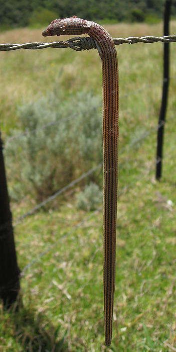 Image of Linnaeus' Lance Skink