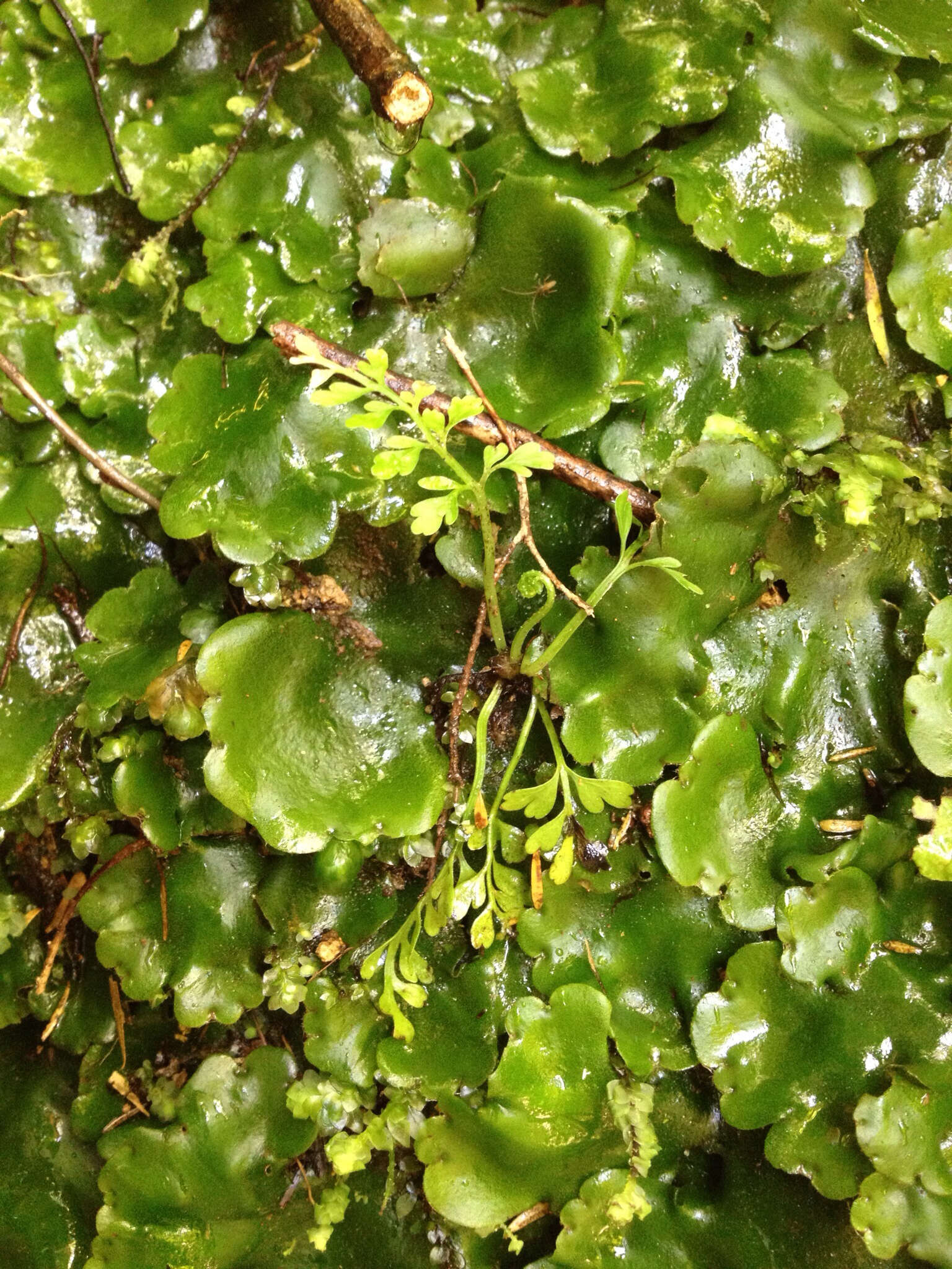 Image of Asplenium bulbiferum Forst.