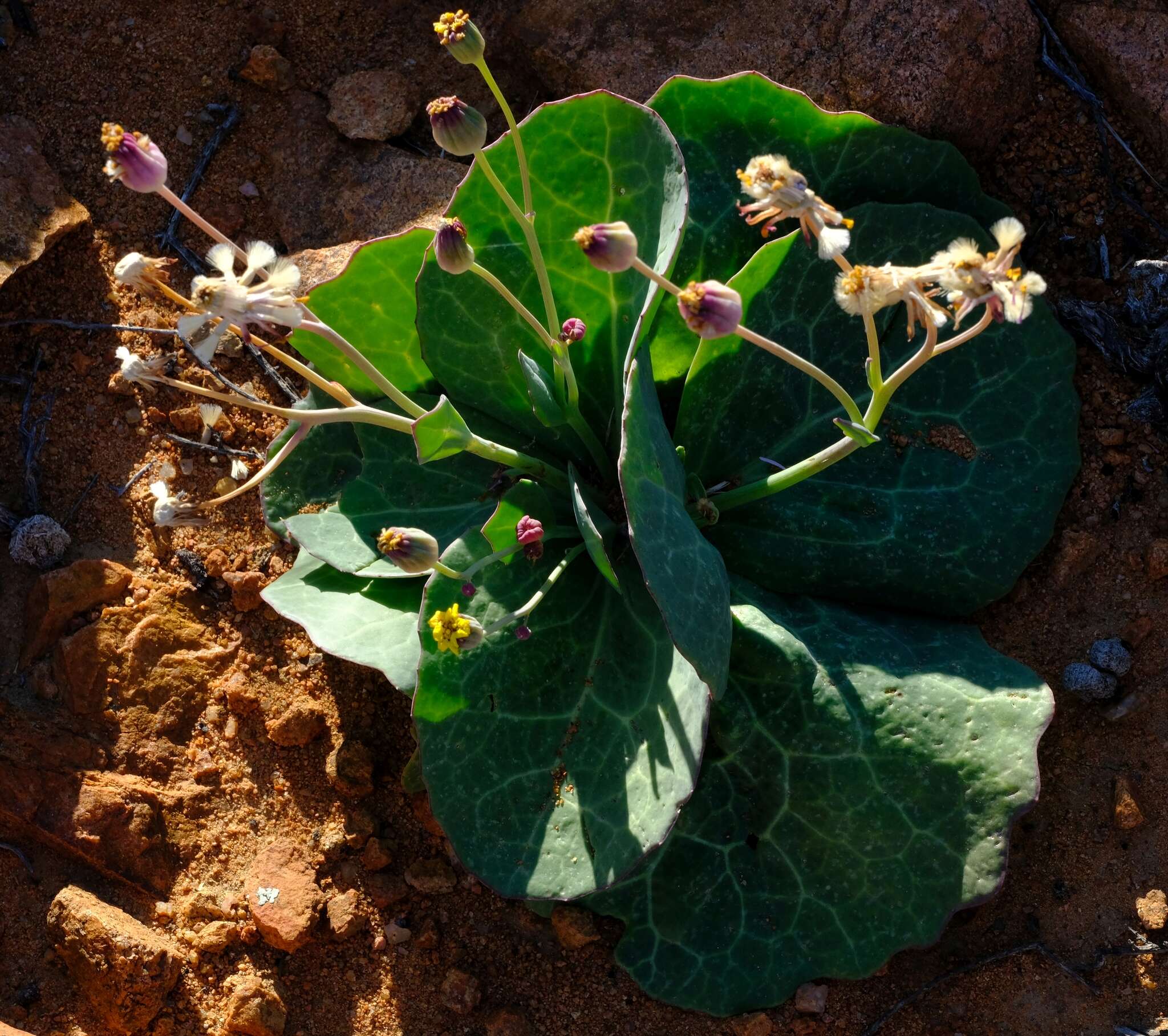 Image de Othonna macrophylla DC.