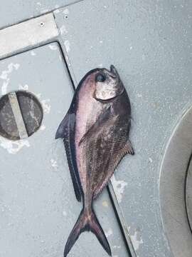 Image of Bigtooth pomfret