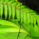 Image of Jungle Threadtail