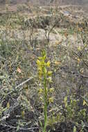 Image of Chloraea multilineolata C. Schweinf.