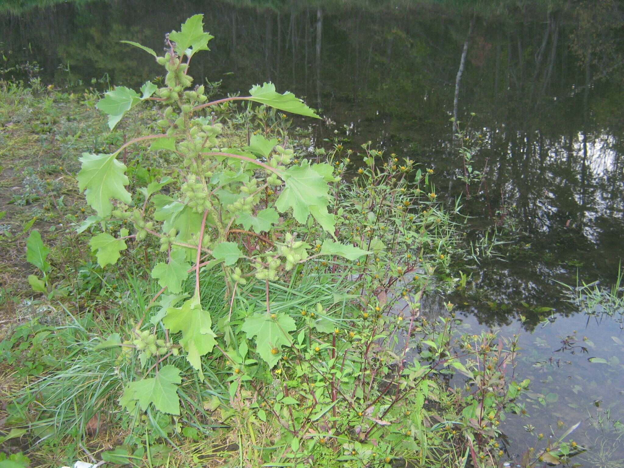 Image of Xanthium orientale subsp. riparium (Celak.) Greuter