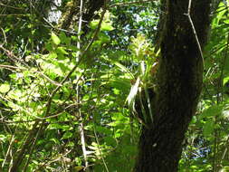 Image of Tillandsia tillii Ehlers