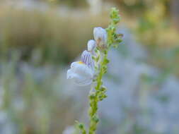 Image de Linaria microsepala A. Kerner