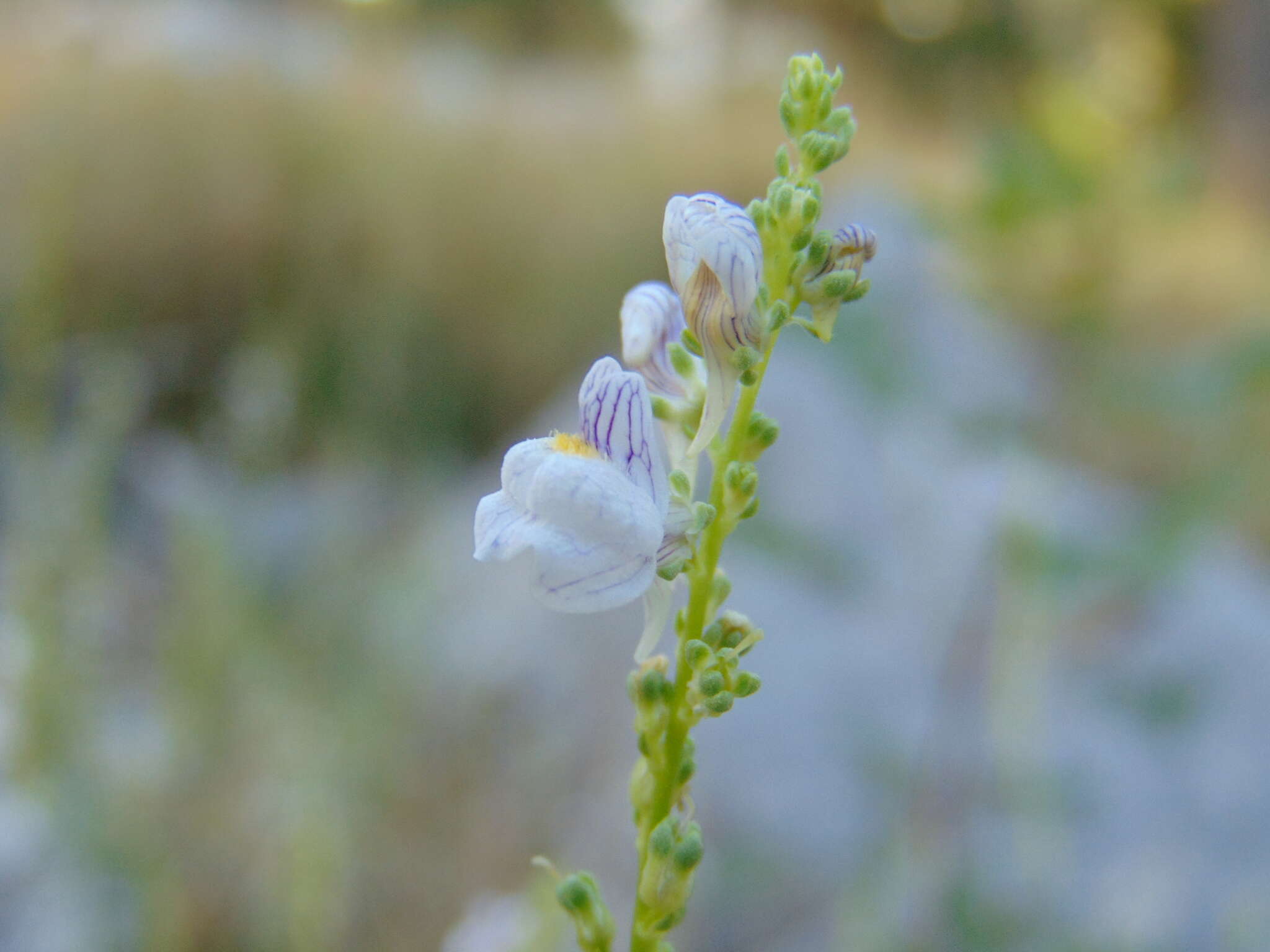 Image of Linaria microsepala A. Kerner