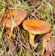 Image of Austropaxillus infundibuliformis (Cleland) Bresinsky & Jarosch 1999