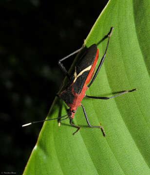 Image of Leptoscelis tricolor Westwood 1842