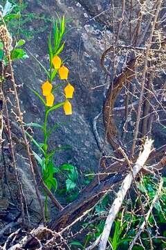 Image of Sandersonia aurantiaca Hook.