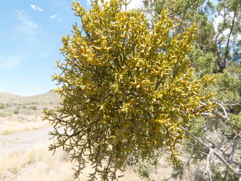 Image of downy mistletoe