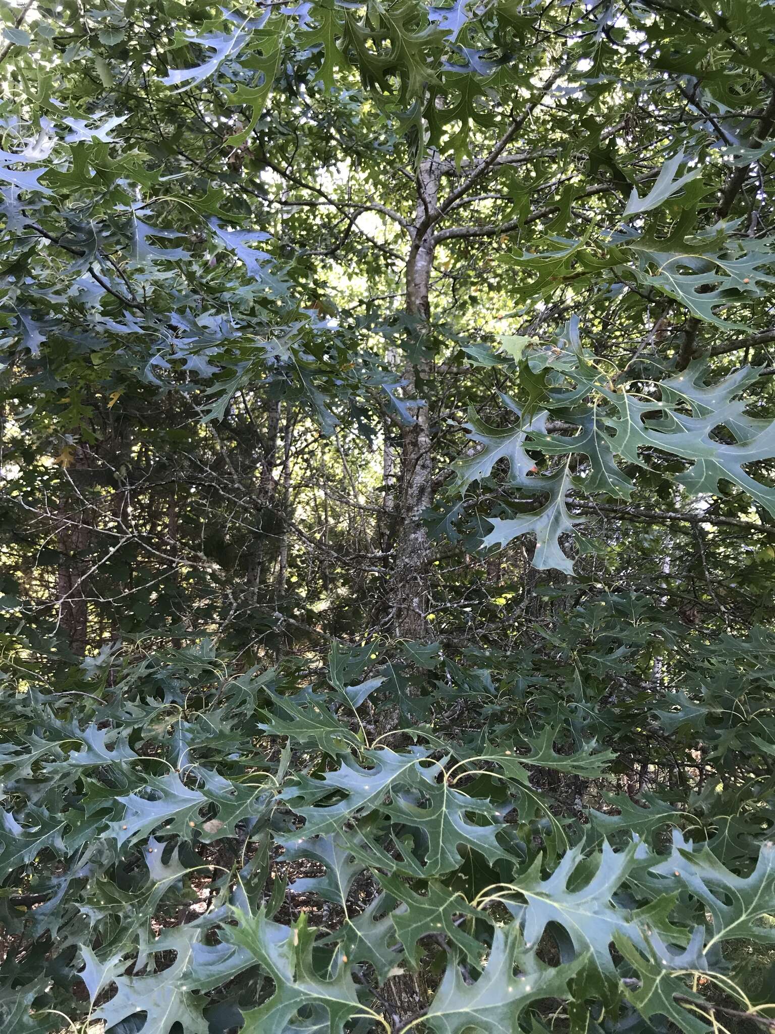 Quercus ellipsoidalis E. J. Hill resmi