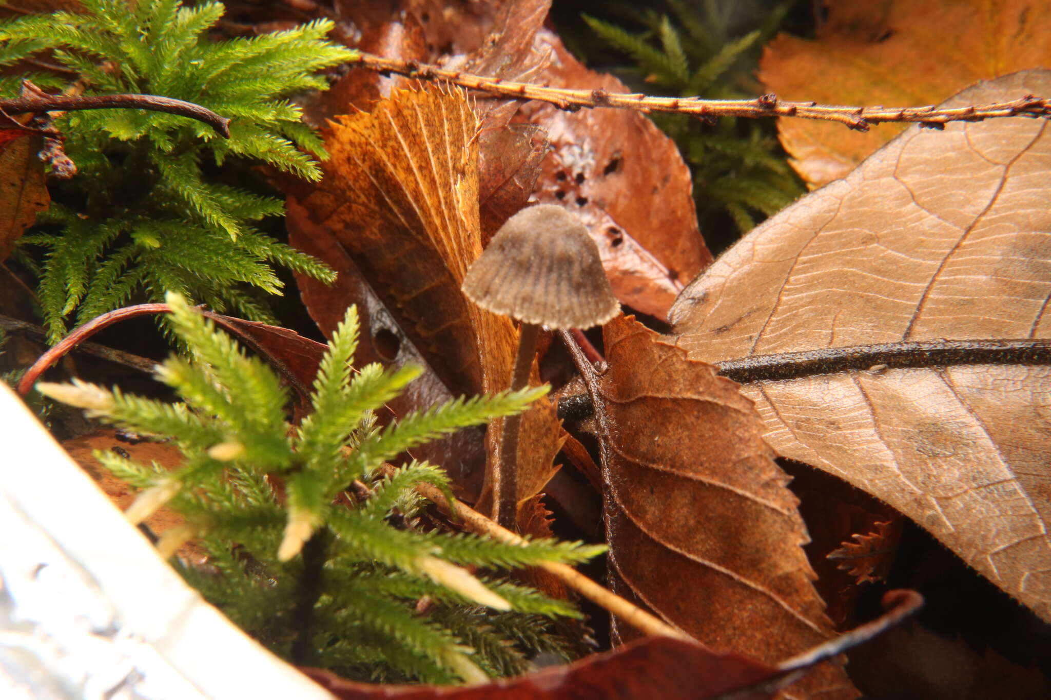 Image de Entoloma dysthales (Peck) Sacc. 1891